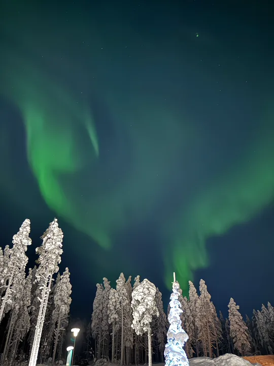 Northern lights over snowy Lapland forest