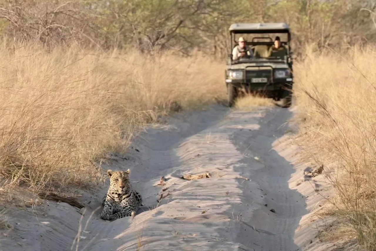 Leopard resting in East African savanna